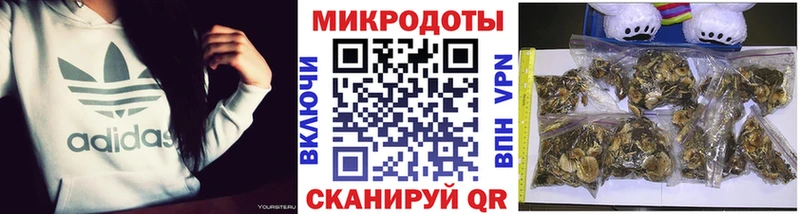 Псилоцибиновые грибы Psilocybine cubensis  Саранск 